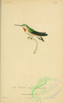 hummingbirds-00748 - b013, Allen's Hummingbird [2197x3587]