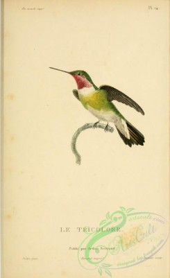 hummingbirds-00749 - b014, ornismya tricolor [2197x3587]