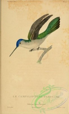 hummingbirds-00750 - b015, ornismya pampa [2197x3587]