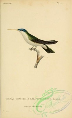 hummingbirds-00752 - b017, ornismya cyanocephala [2197x3587]