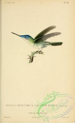 hummingbirds-00753 - b018, ornismya cyanocephala [2197x3587]