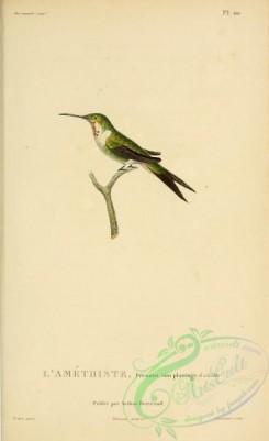 hummingbirds-00755 - b020, ornismya amethistina [2197x3587]