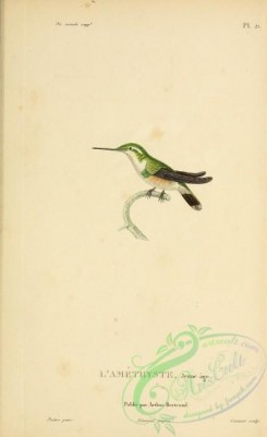 hummingbirds-00756 - b021, Amethyst Woodstar [2197x3587]