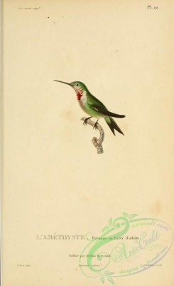 hummingbirds-00757 - b022, Amethyst Woodstar [2197x3587]
