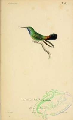 hummingbirds-00758 - b023, ornismya cyanea [2197x3587]