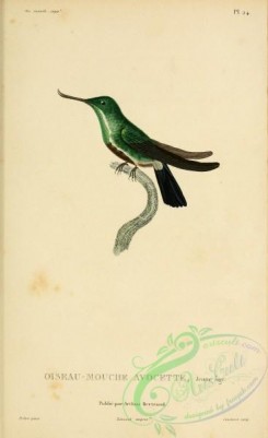 hummingbirds-00759 - b024, ornismya avocetta [2197x3587]