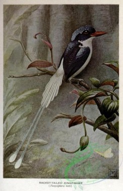 hummingbirds-00889 - RACKET-TAILED KINGFISHER [2126x3288]