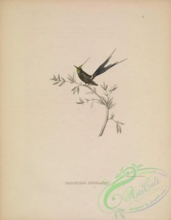 hummingbirds-01076 - 006-Wire-crested Thorntail, trochilus popelairii