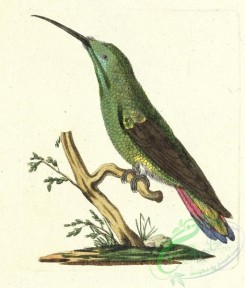 hummingbirds-01082 - 015-trochilus rectricibus chalibeatis