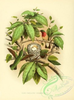 hummingbirds-01131 - Ruby-throated Humming-bird