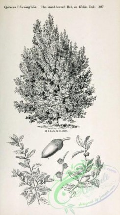 ilex-00016 - Broad-leaved Ilex or Holm Oak