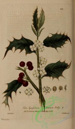 ilex-00028 - Common Holly, ilex aquifolium