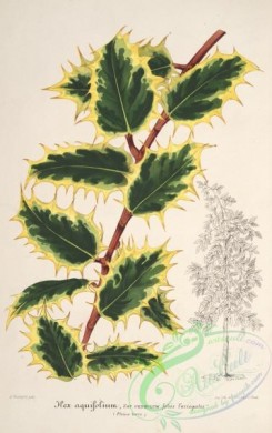 ilex-00054 - ilex aquifolium