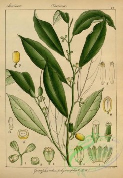 indian_plants-00033 - gomphandra polymorpha, 2
