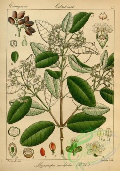 indian_plants-00065 - microtropis ovalifolia