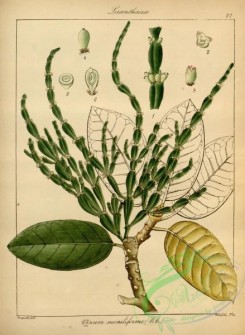 indian_plants-00097 - viscum moniliforme