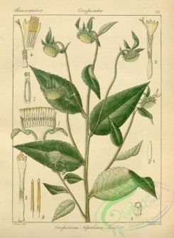 indian_plants-00114 - carpesium nepalense