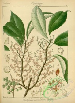 indian_plants-00119 - choripetalum aurantiacum