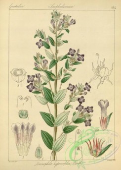 indian_plants-00156 - limnophila hypericifolia