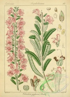 indian_plants-00173 - pedicularis zeylanica
