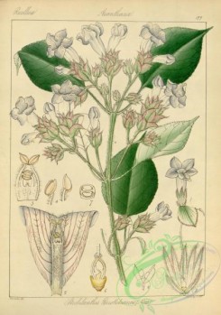indian_plants-00183 - strobilanthes perrottetianus