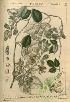 indian_plants-00237 - cyanospermum tomentosum