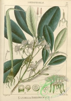 indian_plants-00264 - kandelia rheedei