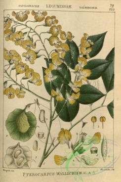 indian_plants-00291 - pterocarpus wallichii