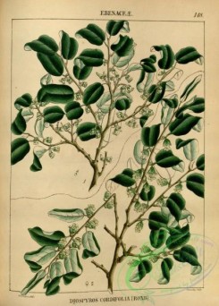 indian_plants-00340 - diospyros cordifolia
