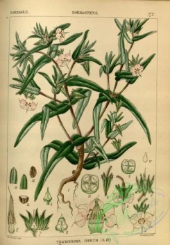 indian_plants-00404 - trichodesma indicum