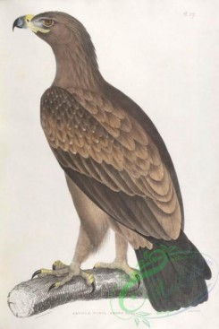 indian_zoology-00027 - 027-Brown Eagle, aquilla fusca