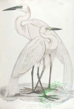 indian_zoology-00049 - 049-Pure White Heron, ardea modesta, Black Billed Heron, ardea nigrirostris