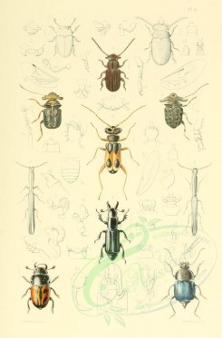 insects-00318 - 005-coleoptera, zythonia, pterogenius, aglycyderes, zygaenodes, cephaloncus, aprostoma, syntelia, ips, apatetica [1714x2610]