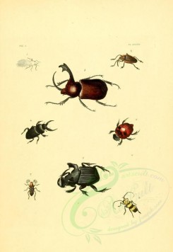insects-01385 - v3-48-flata, cholus, dynastes, hister, oxysternus, phanaeus, copris, rhipicera, saperda, pronus, titanus [2223x3223]