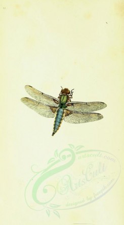 insects-11936 - 004-libellula [1742x3146]