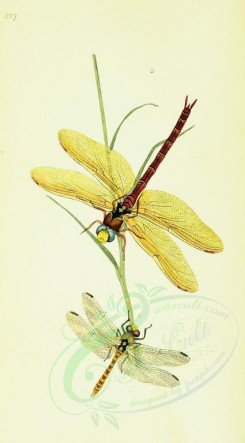 insects-11941 - 009-libellula [1742x3146]