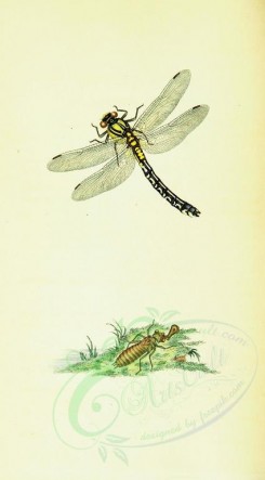 insects-11942 - 010-libellula [1742x3146]
