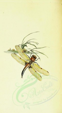 insects-11946 - 014-libellula [1742x3146]