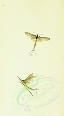 insects-11950 - 018-ephemera [1742x3146]