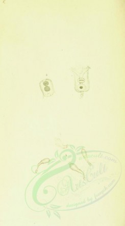 insects-11960 - 028-vorticella, trichoda [1742x3146]