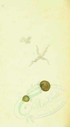 insects-11964 - 032-proteus, trichoda [1742x3146]