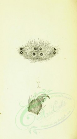 insects-11965 - 033-proteus, trichoda [1742x3146]