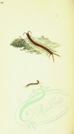 insects-11970 - 038-scolopendra [1742x3146]