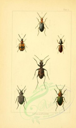 insects-14217 - 001-cicindela, lebia, brachinus, clivina, carabus, licinus [1666x2781]