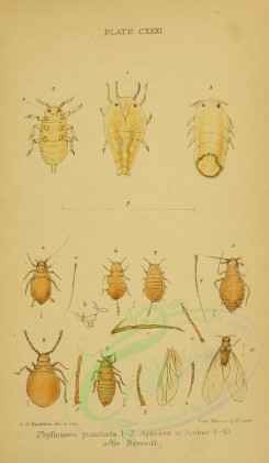 insects-16380 - 018-phylloxera, aphides [1856x3186]