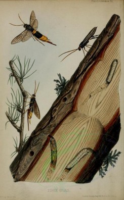 insects-16525 - sirex [1849x2987]