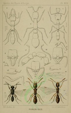 insects-16719 - anochetus, amblyopone, ponera, parasyscia [1368x2185]