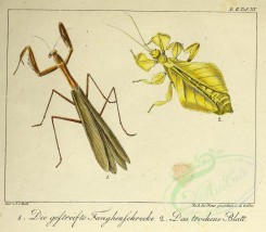 insects-16929 - Mantis, Blatt [2497x2178]