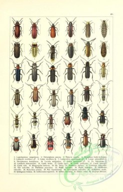 insects-19337 - 040-lygistopterus, dictyopterus, platycis, homalisus, lampyris, lamprohiza