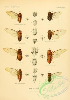 insects-19902 - 005-leptopsaltria, cacama, purana, heteropsaltria, maua, cosmopsaltria, tanna, ayesha